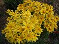 Prairie Sun Black-eyed Susan / Rudbeckia hirta 